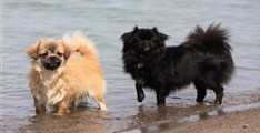 Svensk Tibetansk Spaniel