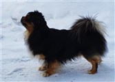 Svensk Tibetansk Spaniel